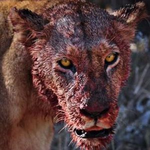 Meet your Posher, Will